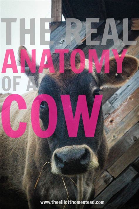 The Real Anatomy Of A Cow Shaye Elliott Cow Dairy Cows Milk Cow