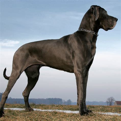 A Very Large Dog Breed