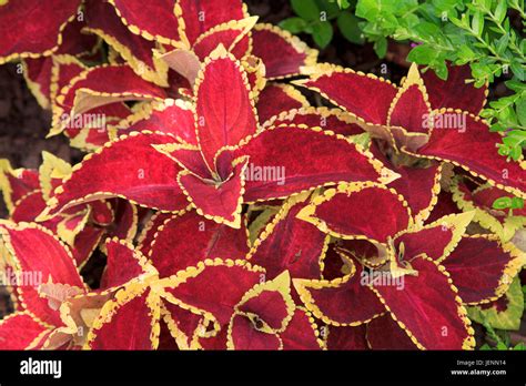 Decorative Coleus Plant Stock Photo Alamy