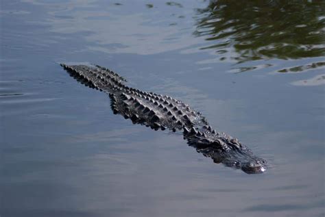 Rattlesnake Vs Alligator Who Would Win The Fight Imp World