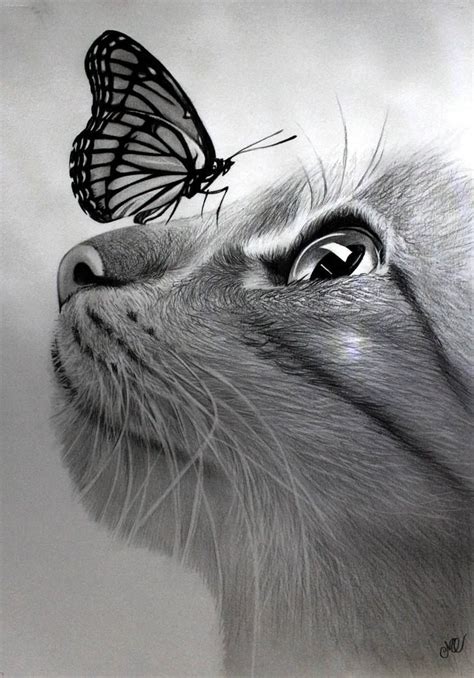 Original Animal Drawing By Olinda Camelo Fine Art Art On Paper Cat