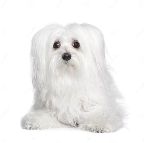 Maltese Dog 8 Years Stock Photo Image Of Small Canine 7510046