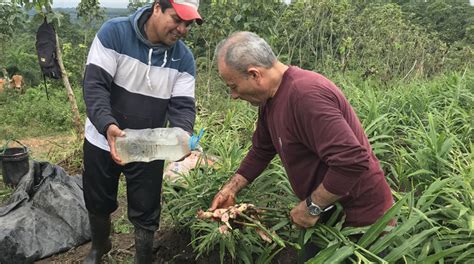 Joel Hidalgo Lleva A Os Dedicado A Cultivar Jengibre El Comercio