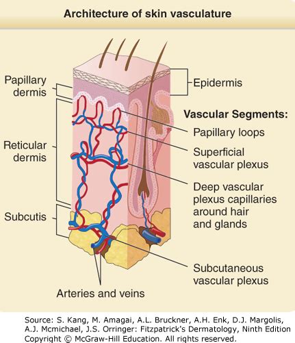 Cutaneous Vasculature Fitzpatrick S Dermatology E Accessmedicine
