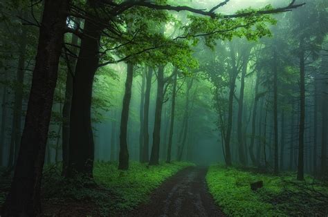 Download Fog Green Forest Tree Nature Path Hd Wallpaper By Janek Sedlář