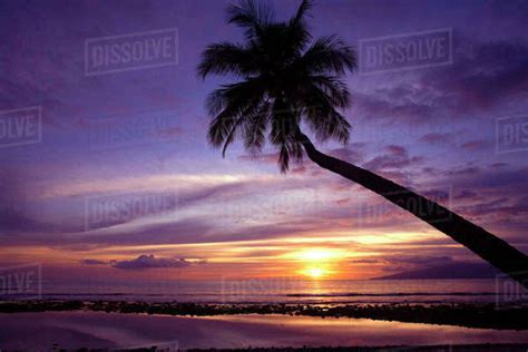 Hawaii Maui Silhouette Of A Palm Tree At Sunset Stock Photo Dissolve