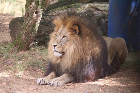 African Lion Zoochat
