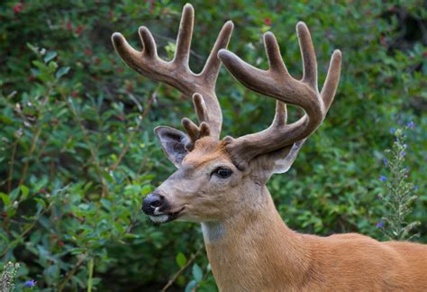 White Tailed Deer Odocoileus Virginianus By Murray Thomas Wild Deer