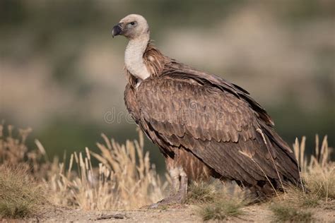 Griffon Vulture Gyps Fulvus Stock Image Image Of Fauna Spain 74961137