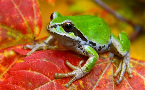 Tree Frog Wallpaper 64 Images