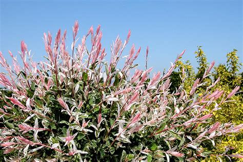 Below is the chilopsis linearis 'burgundy' desert willow. Flamingo Willow - Plant Library - Pahl's Market - Apple ...