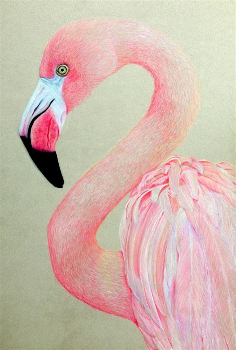 Artful Evidence Coloured Pencil Sketch Pink Flamingo