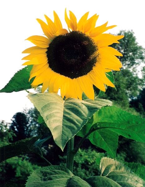 How To Grow Giant Sunflower Plants Growing Sunflower From Seeds By