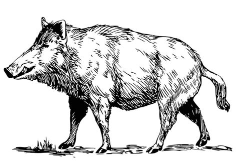 Coloring Page Wild Boar Free Printable Coloring Pages Img 19456
