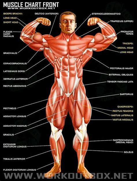Muscular system front view here you will see all the major muscle groups from the front, the muscular skeletal system which is a network of muscles that controls movement externally and internally. Muscle chart front view | Muscle anatomy, Muscle chart ...