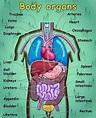 English Vocabulary: Internal Organs of the Human Body - ESL Buzz