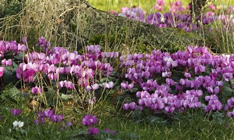 Superstars Of Winter Cyclamen Are Hardy Enough For The British Gardens
