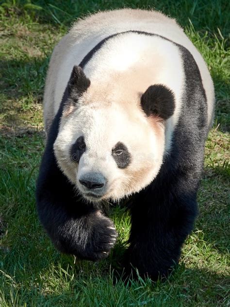 Giant Panda Ailuropoda Melanoleuca Stock Image Image Of Wildlife