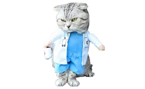 The Best Cat Costumes You Will Fall In Love With 2022
