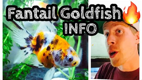Fantail Goldfish Care Tank Setup YouTube