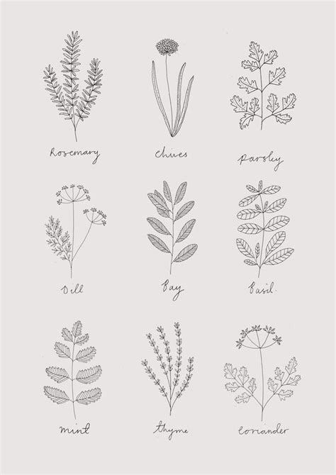 30 Ways To Draw Plants And Leaves Leaf Drawing Floral Drawing Plant