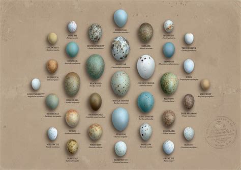 Thrush Eggs Pics I Like Pinterest