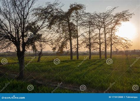 Trees In Fields Casting Shadows At Sunset Stock Photo Image Of Sunset