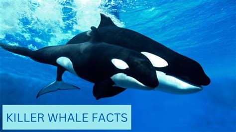Killer Whale Facts Anatomy Diet Migration And Reproduction