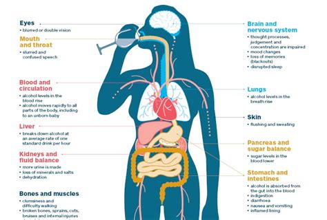 Alcohol And Its Effects On The Human Body