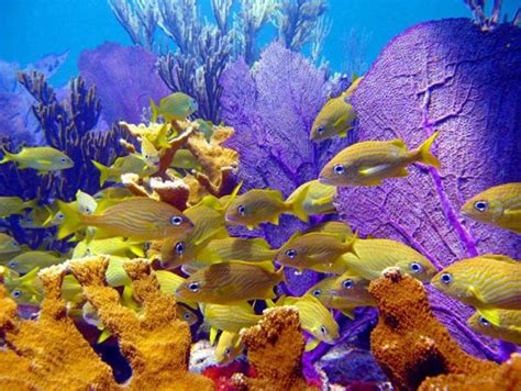 Underwater Paradise Spectacular Snorkeling In The Caribbean