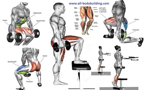 Top Dumbbell Exercises For Legs Multiple Fitness