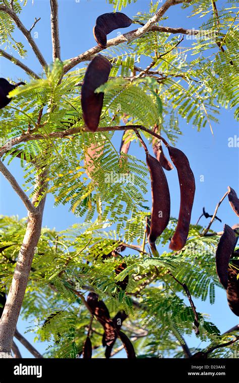 Seed Pods Of The Flamboyant Tree Tenerife Canary Islands Stock Photo
