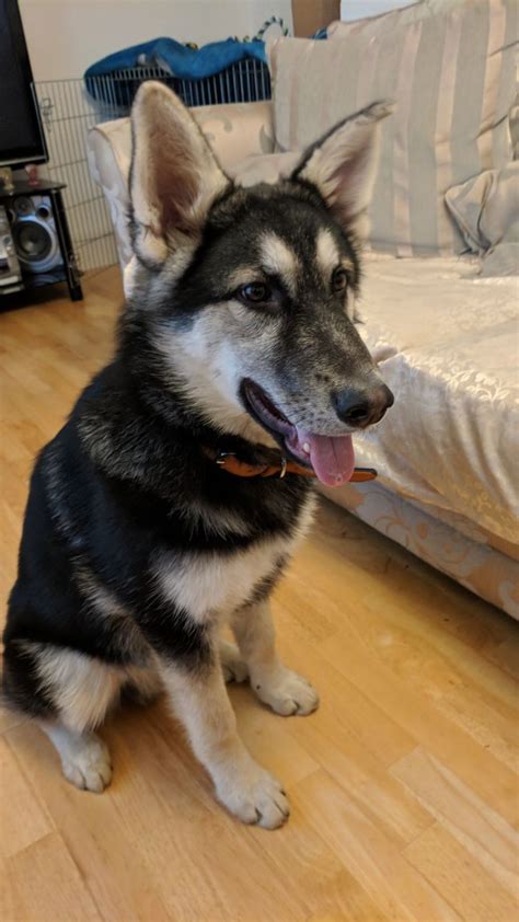 The german shepherd husky mix is a striking blend of german shepherd and siberian husky. German Shepherd/Husky Mix Puppy for sale | London, North ...
