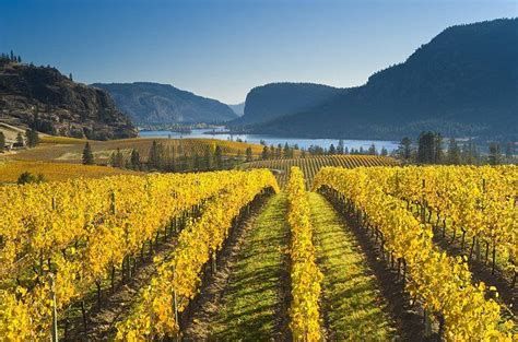 Canada West Vine Times In British Columbia Daily Mail Online Wine