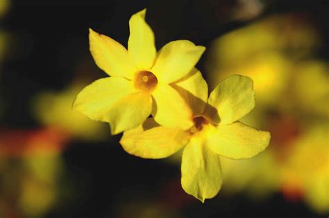 10 Great Jasmines To Grow In Your Garden 2022