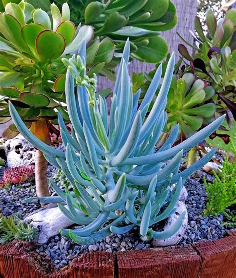 10 Succulent Plants For Outdoors