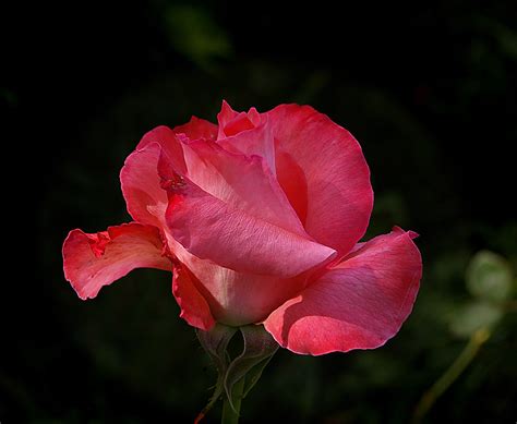 Fall Rose Pentax User Photo Gallery