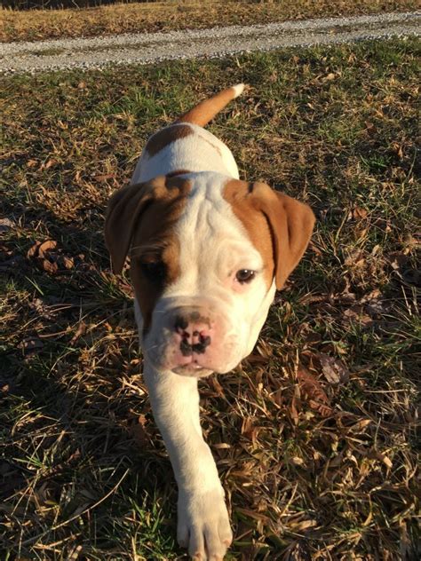 Thanks to the efforts of john d. American Bulldog for Sale in Eubank, Kentucky