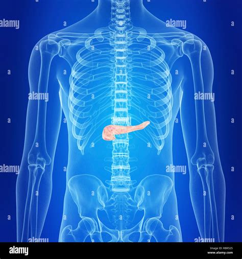 Illustration Of A Healthy Pancreas Stock Photo Alamy