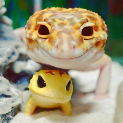 This Gecko Cant Stop Smiling When Hes Around His Toy Gecko And Their