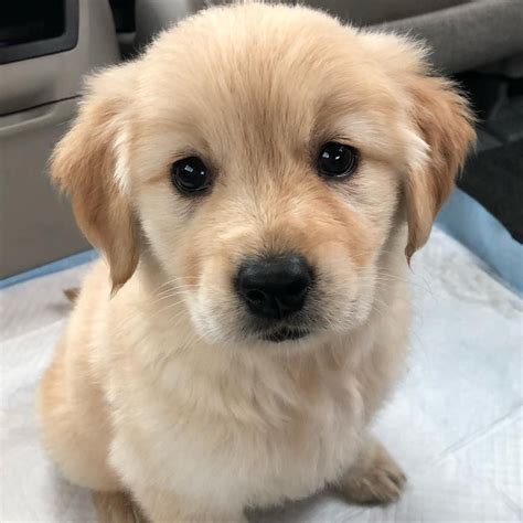 Pinterest Catherinesullivan2017 Cute Puppies Golden Retriever Cute
