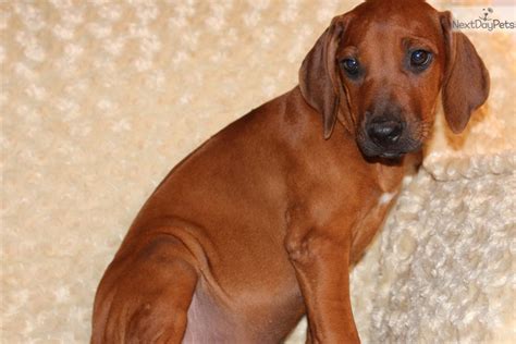 Dvina Rhodesian Ridgeback Puppy For Sale Near Southeast Ks Kansas
