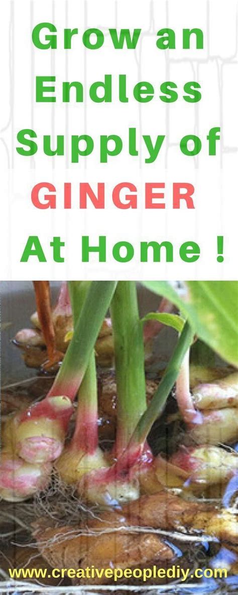 Stop Buying Ginger Here S How To Grow An Endless Supply Of Ginger Right At Home