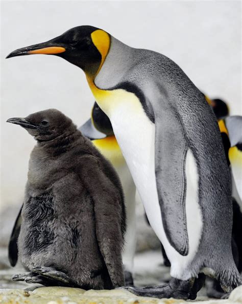 Palmieri nets pair, powers isles past pens in ot. Scientists Predict King Penguins Face Major Threats Due To Climate Change | WBUR News