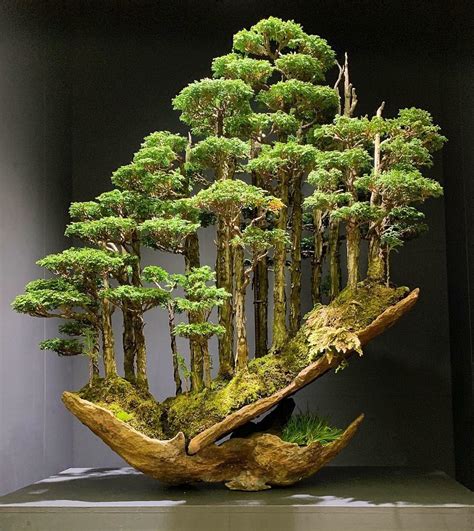 Best Pictures Of Bonsai Trees Of The Decade The Ultimate Guide