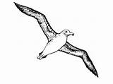 Albatros Albatross Coloring Printable Animal Animals Sheets sketch template