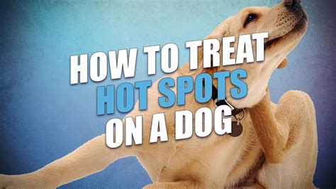 How To Treat A Hotspot On My Dog At Home