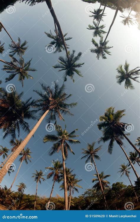 Coconut Palm Trees Perspective View Stock Photo Image Of Exotic