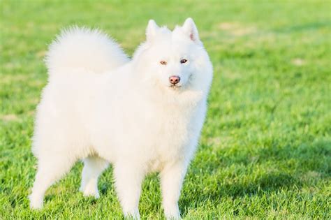 8 Big Fluffy Dog Breeds That Are Absolutely Stunning