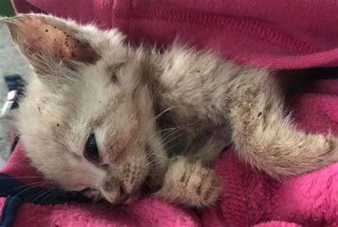 Kitten Buried Alive Tennessee Man Charged With Animal Cruelty Pet
